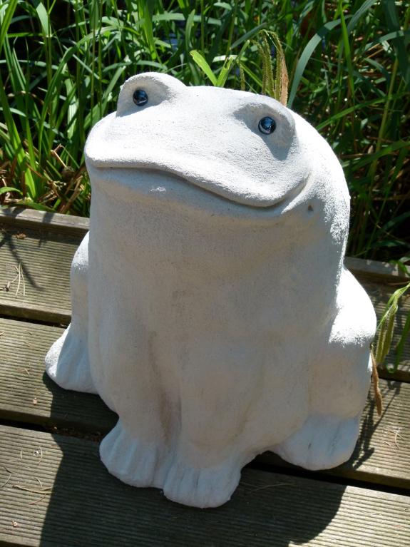 Ochsenfrosch