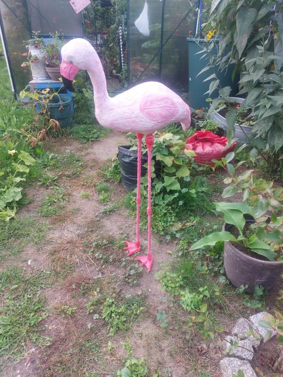 Flamingo