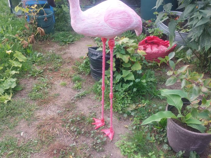 Flamingo